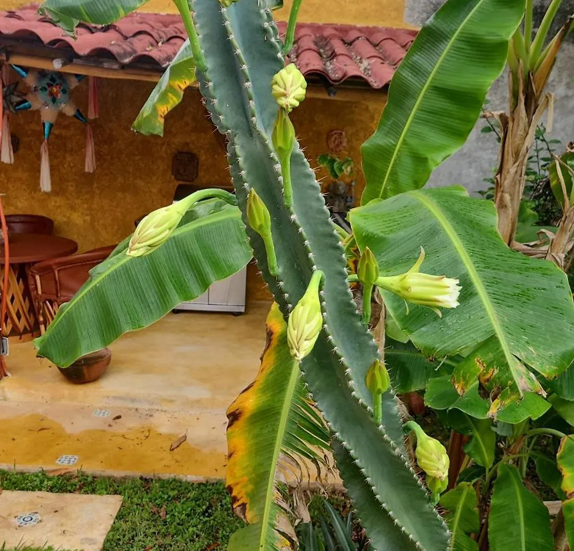 Casa Colonial, Cozumel Villa Guava